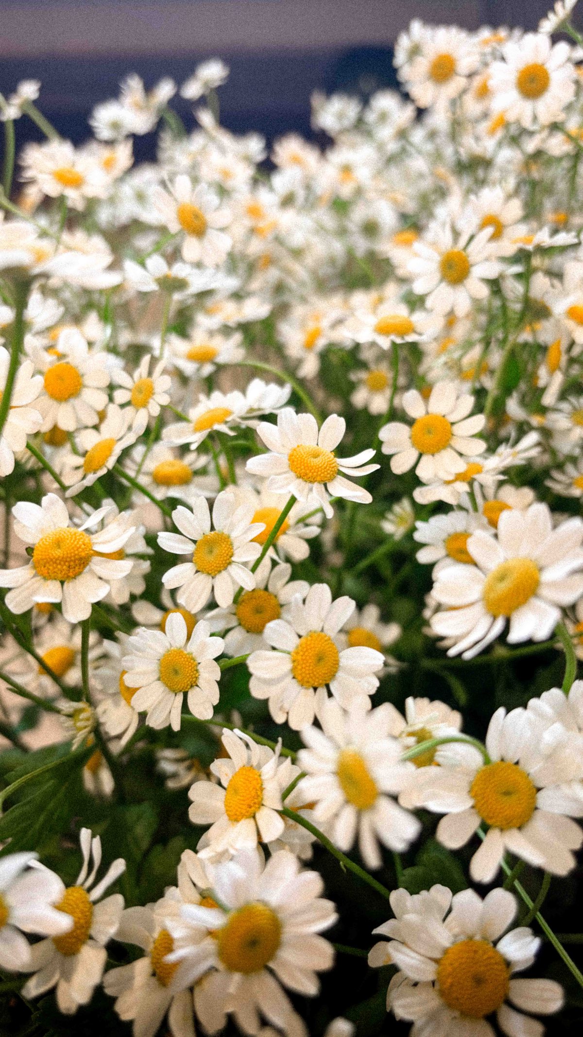 Blumen des Abschieds