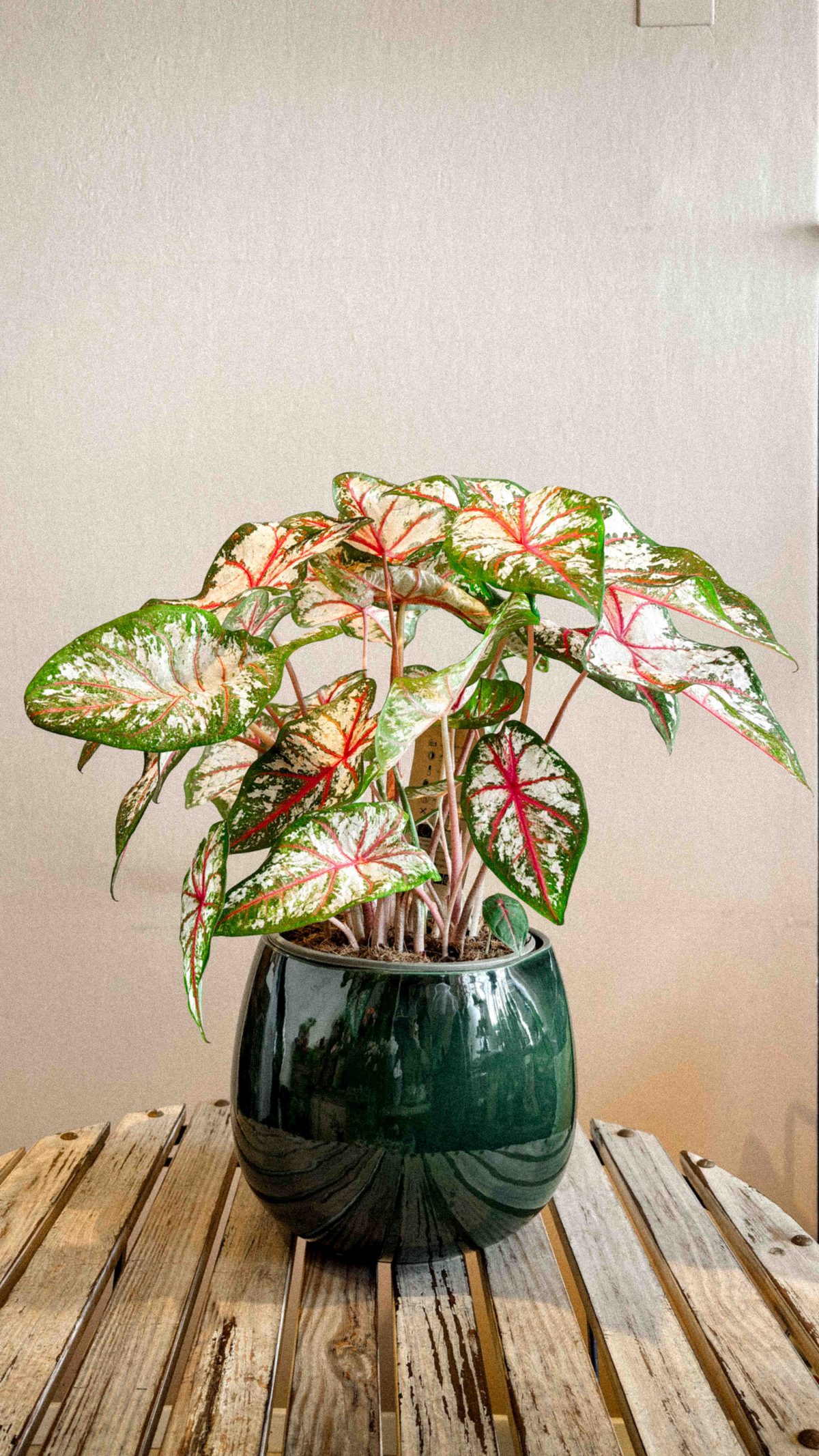 Wintergesteck · Amaryllis